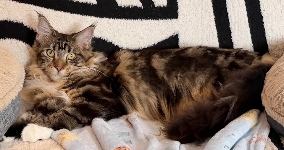 Sedona the Maine Coon